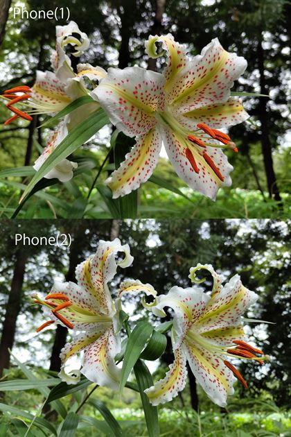 }BeB\}Ă܂ƂêuPhone (1)v̂ق⊦FC̃zCgoXɂȂĂBAԕ̉𑜊┭FȂǊ{Iȕ͕ςĂȂ悤Beʐ^iPhone (2)F4096×3072A3.3MB@Phone (1)F4096×3072A3.65MBj