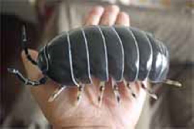 �y�{�����Ӂz��̂Ђ�T�C�Y�̋���_���S���V�𔭌��I�y�����Ӂz