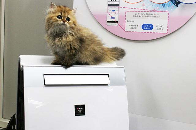 喫煙ペットなし　SHARP 加湿空気清浄機  KI-JX75-W 2020年製 シャープ KI-JX75 価格比較 - 価格.com