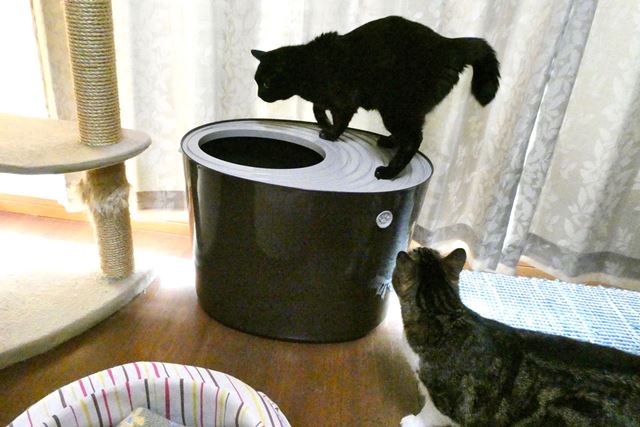 �L�p�g�C���̐V�����`�I �j�I�C�⍻�̔�юU��ɁA�����Y�܃j���C��