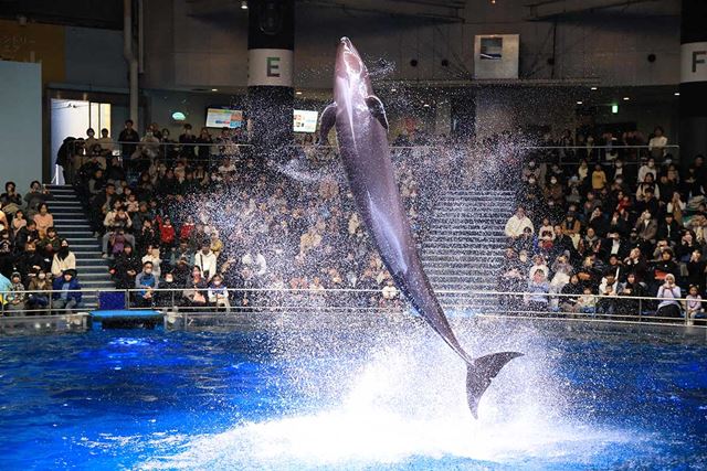 �V���b�^�[�X�s�[�h���}�X�^�[���悤�I �g�����h�𐶂����B�e�e�N�j�b�N