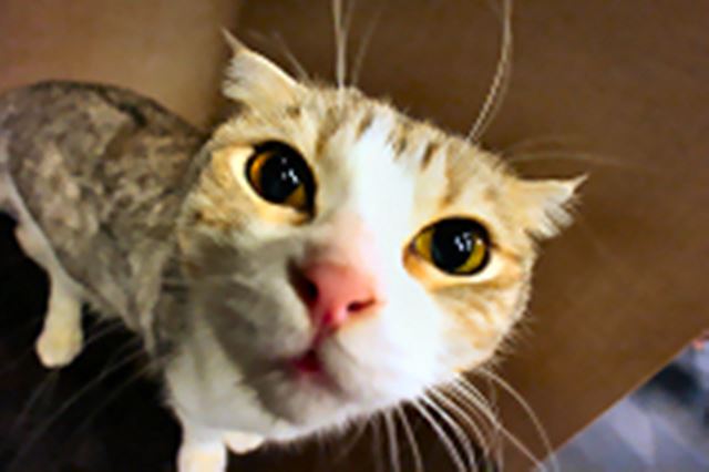 �����̌��i���O���b�ƕς��I ���͖��_�u�L�p�����Y�v���ăI���V����