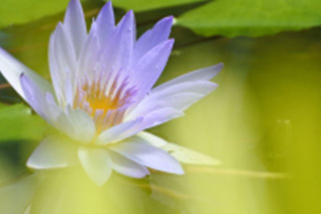 �{�P�����񏟂�!?�@�����낾������Ȃ��A�O�{�P�A�ʃ{�P�̎B��������܂��I