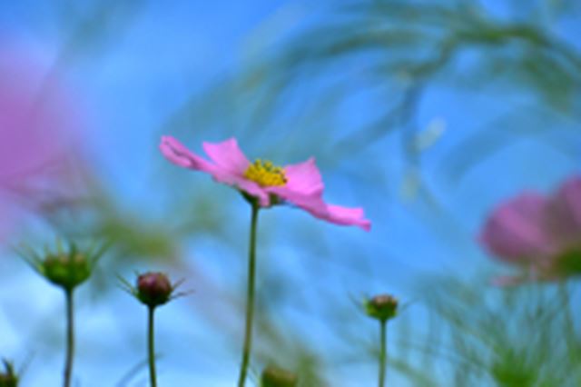 簡単なのにすごい効果! 「ホワイトバランス」をいじって固定概念が吹き飛ぶ1枚に