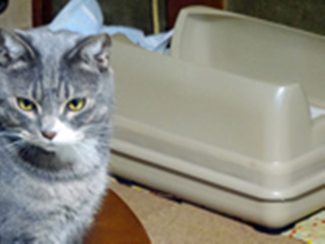 にゃんと猫用の洋式便器! 5段構造で臭いも砂飛びも全部ガード