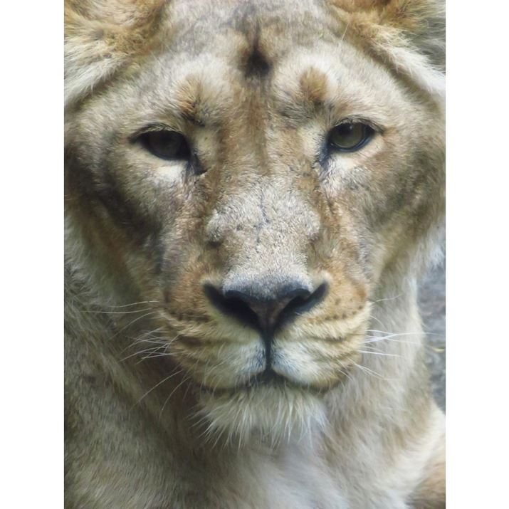 PowerShot SX730 HSA80{i35mmZ1920mmjAISO1600AF6.9A1/400b