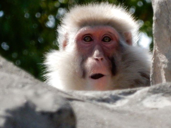 COOLPIX A900A70{i35mmZ1680mmjAISO800AF6.9A1/2000b