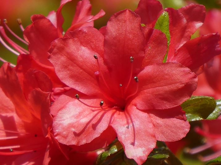 60{i1440mmjɂƃccW̉Ԃʂςɑ傫Ȃ܂