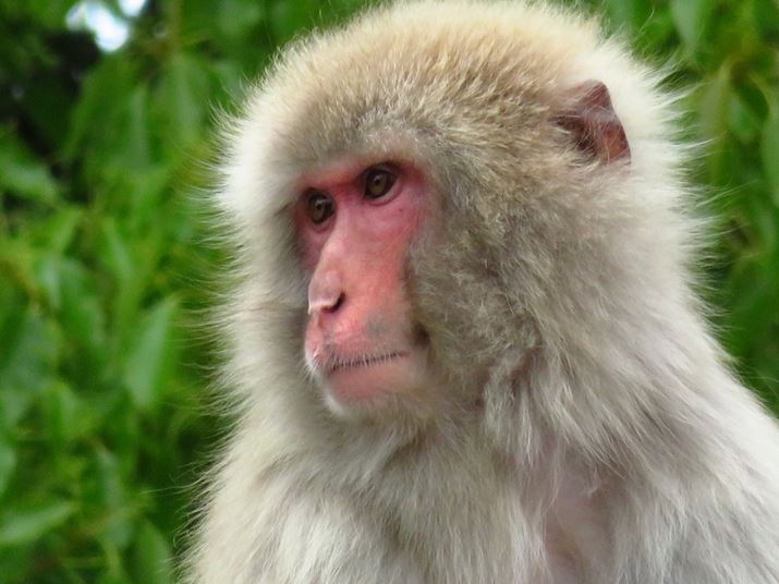 PowerShot SX730 HSA80{i35mmZ1920mmjAISO640AF6.9A1/800b