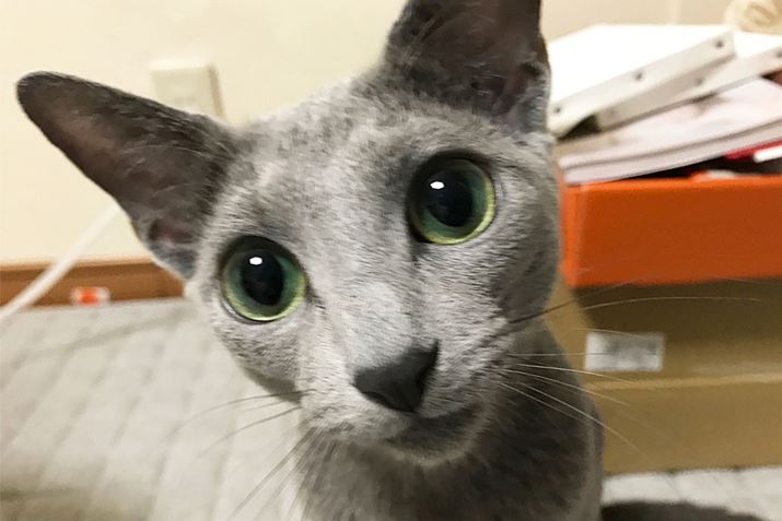 ꂩ疢̌̃nbNɏ悹Ă܂