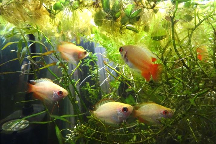 ԐlĆuS[fnj[h[tO~[v̗cPCBƔɐB̂ł