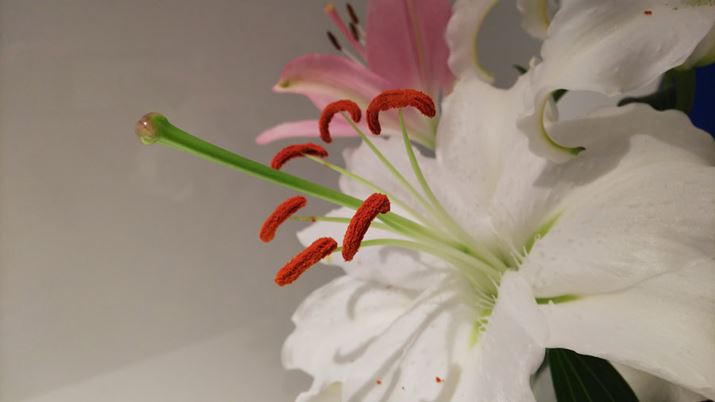 10cm炢܂ŊāA̗YׂɃtH[JX킹Bԕׂ̍Ȏ悭\Ă