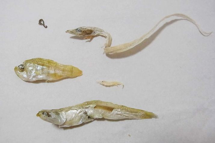 ͕M҂u`v̐XB^cmIgVS܂