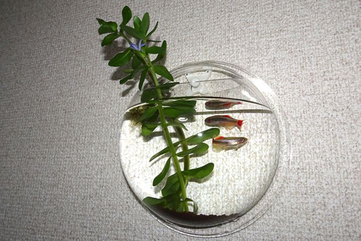 ̂炢̃TCŶȂ҂ł傤