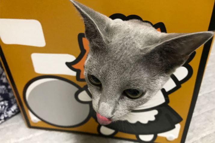 LƂ֌WȂ킢̂łȂłłI