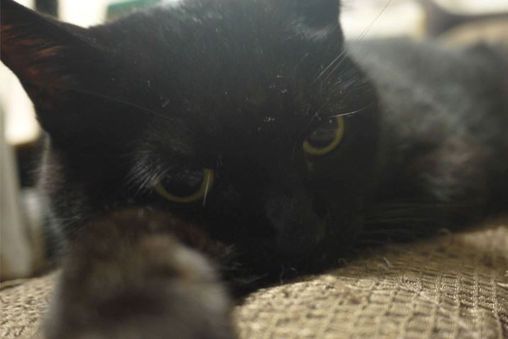 �䂪�Ƃ̍������L�S�}���E�O����L�΂��ĉƓ����S��������Ă���Ă���c�͂��c