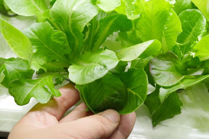 XƂ^X͍ɂHׂꂻŁAvɈĂ悤ł