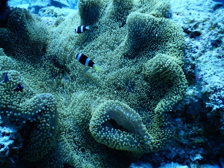 tbVȂł͎₵Ȉۂłcc