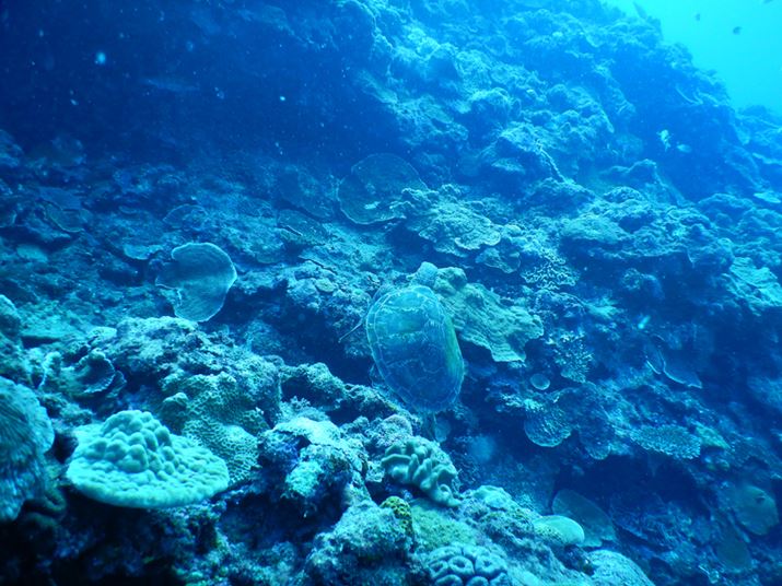 ŏЉE~KƂ͕ʂ̌̂𔭌I