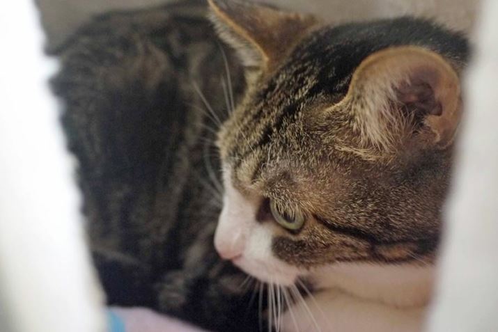 ܂͗lqƂŒɓĂ݂悤ł