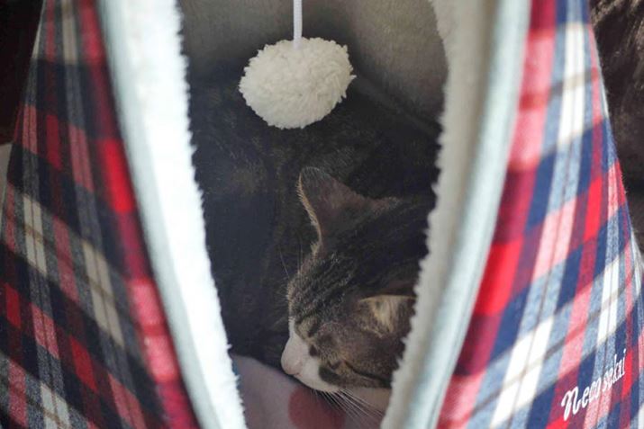 4kg̃N~Ƒ̑Ŝݕɓ銴ł