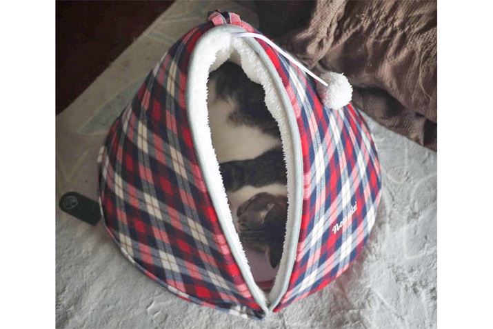 ĂƂԂɉɂȂăO[XJƐQĂ܂