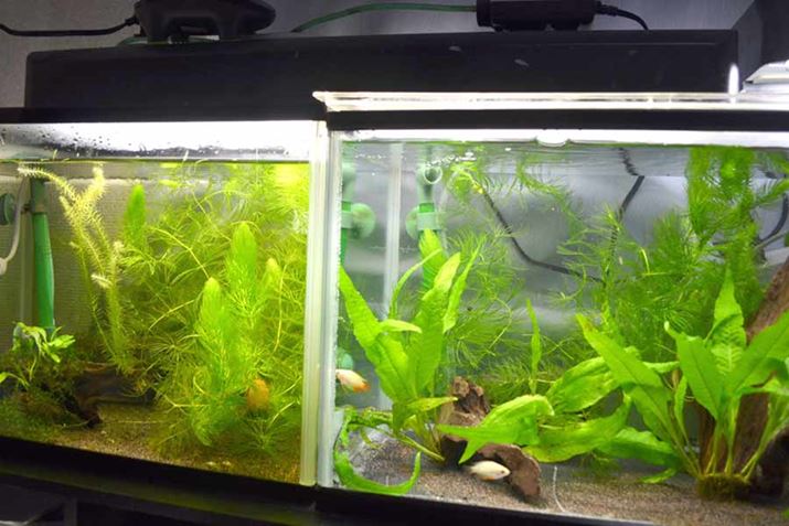 zueLg[ĂpłA̐͂̂悤Ȋł