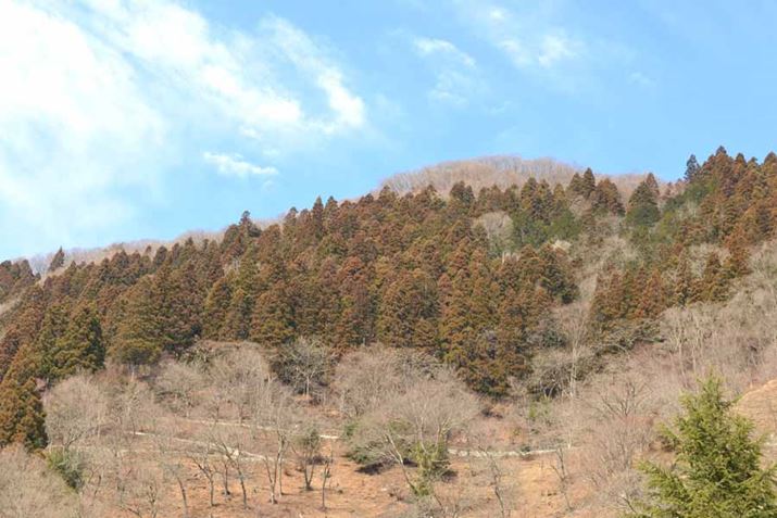 C̍܂ɔႵĉԕ̔Uʂ3{A̖؂΂鉜GAցIi܁j