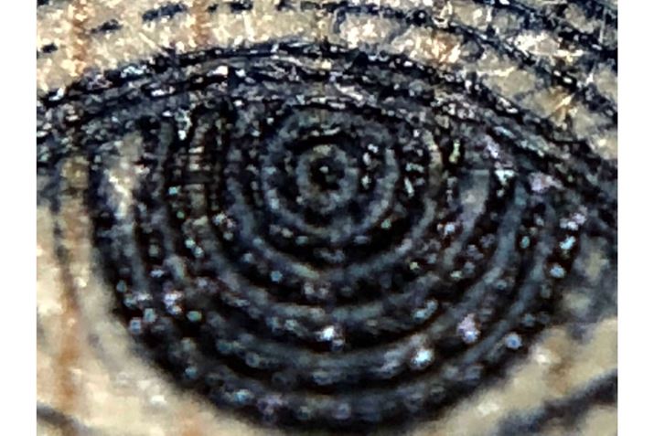 u}NYv𑕒BƁA܂Ŋg傳ꂽʐ^Bꂽ