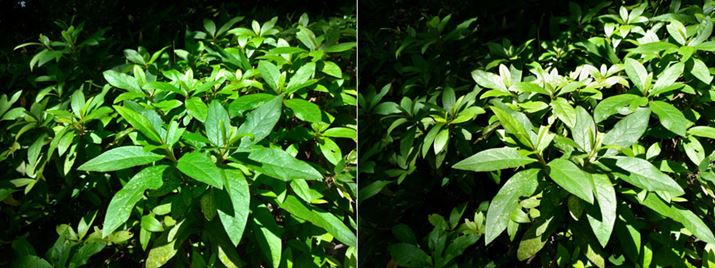 uZenFone 5vŉEuZenFone 4v