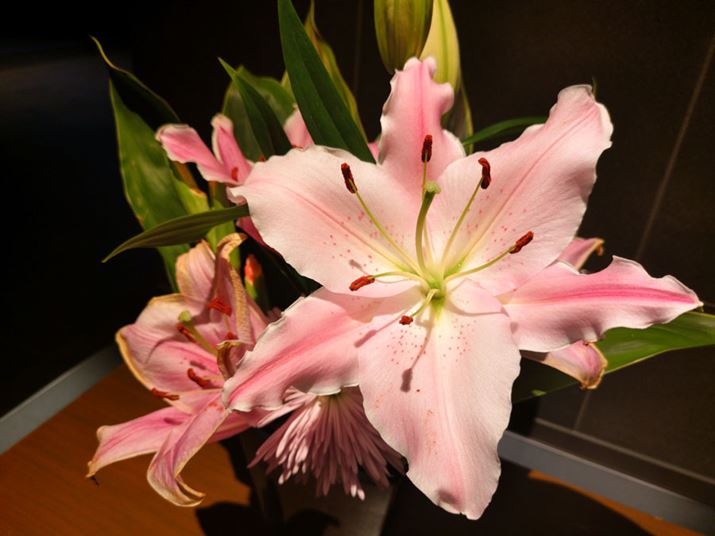 AII[gŉԂBe1BԂ̎BéARgXgȂA͂ƂF\