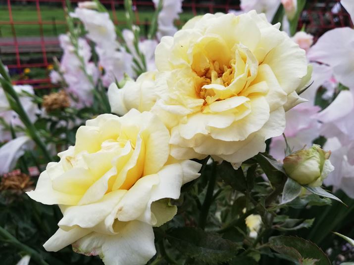 ܓVŔoBeBK\ʑ̂AnCCg̔т͍ŏɗ}Ă