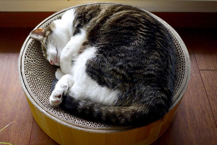 uoo{Ev̓N~̃xbhƂĔFꂽ悤ł