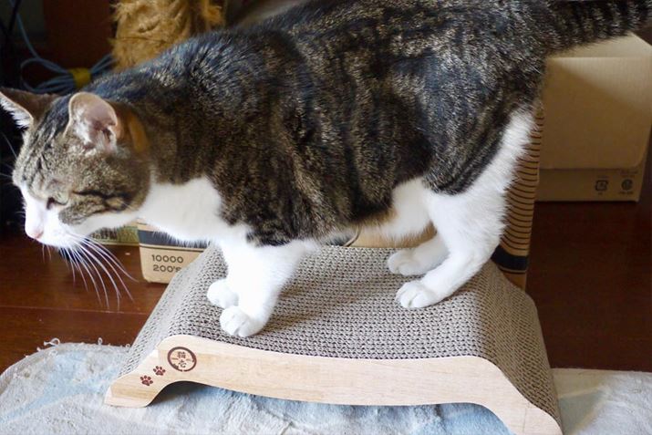 Ȃ̉񐔂܂Ƃ̂ɁA{{ɂȂȂuooxbhv͖{ɒg