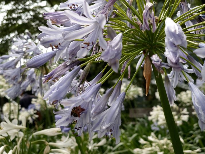 ܂̉AWYŎBeBwĩ{P͑߂