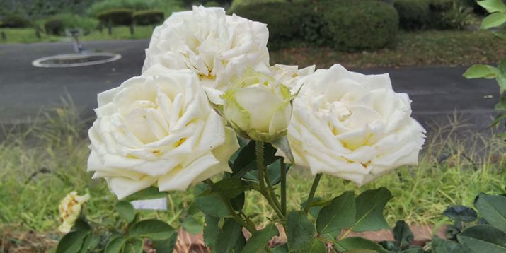 oBeBzCgoX́Aۂ̐Fɋ߂dオ肾