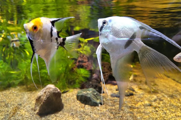 łƓx΁AfBe[ƂƂ炦ʐ^Be\