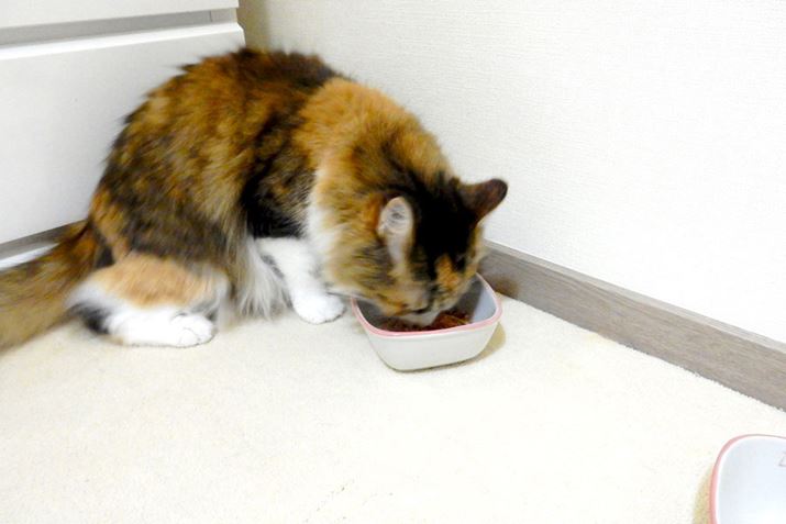 pbN̂قʂɐHׂĂ܂ˁBPɖڂɂقHׂĂ邾cc