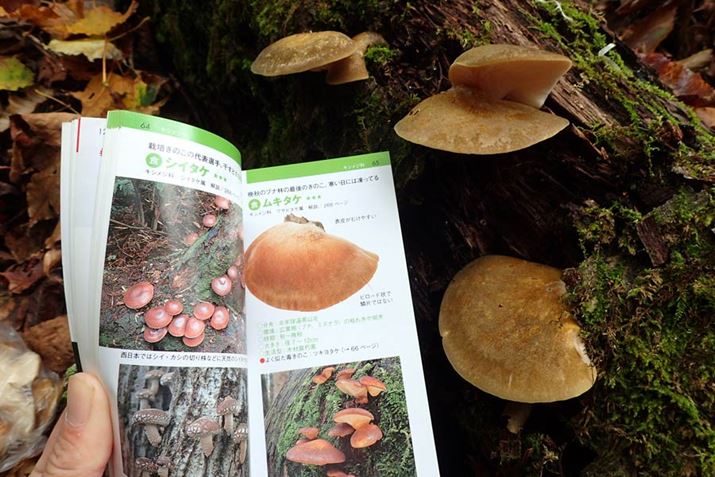 L^PŊԈႢȂ}ӂŊmFBĐGk肵đ̂łƊo