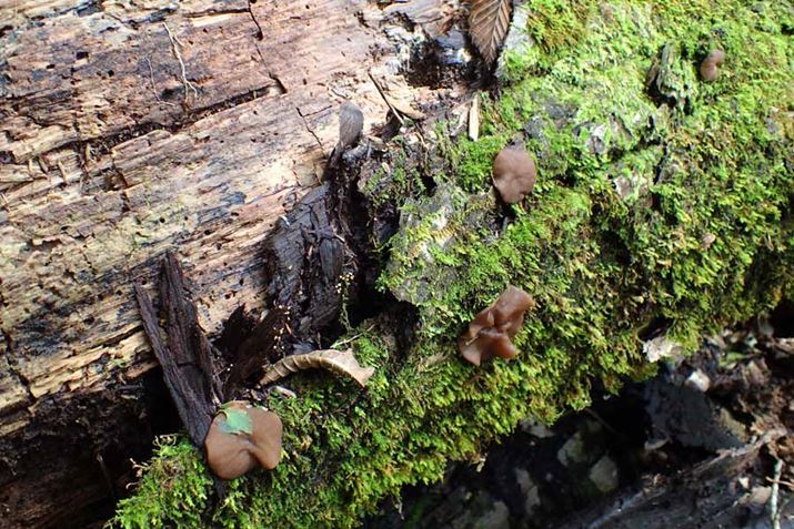 AQLNQ̗cہBؐHނ̃LNQĊC̃NQȂł