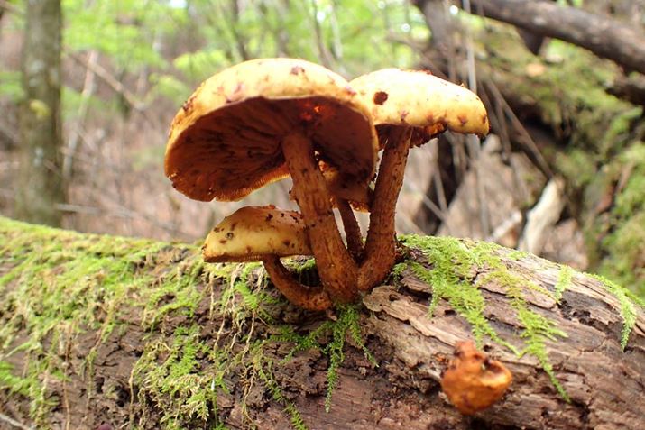 Vۂ̃kXM^PhLȁBςT̂荠