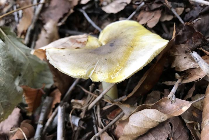 ̉FLmR̓ACVWۂǔBnGgVWH LmR͐𔭕\̂ȂNCY