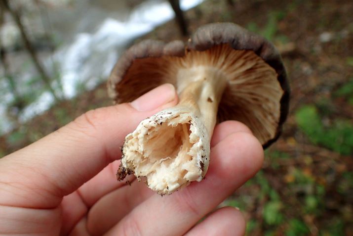 ƃXJXJBďiقjۂ肪BŃLmRƊoȂĂ