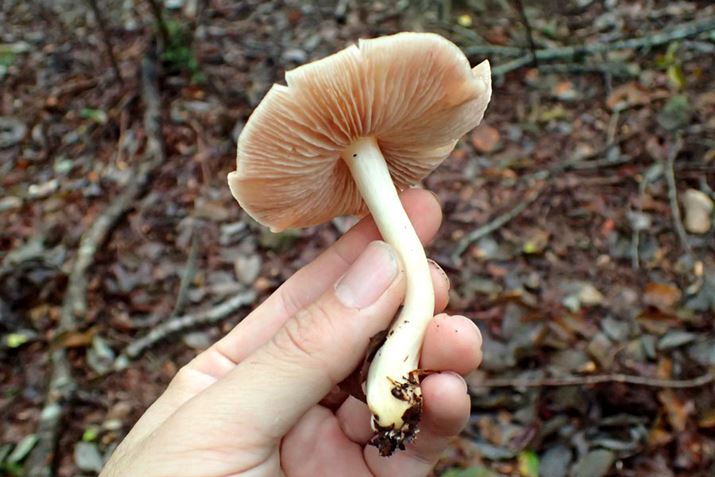 Ȃ݂ɂ͍NNTExj^PBVR̃LmRČ̍ł