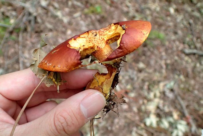 ̓niCO`ƂHpLmR̘VہBH