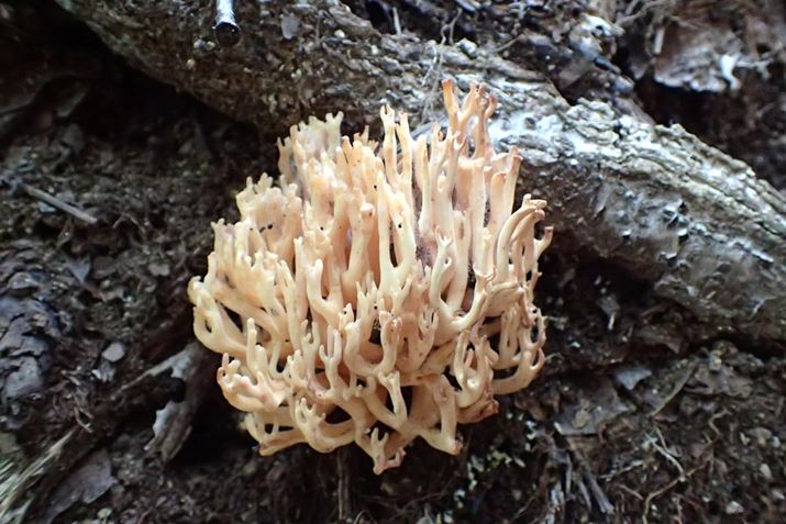 TS݂ȃzEL^P̒ԁB̌n͂܂킩Ȃ̂œRpX