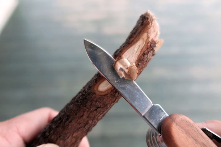 ͂ꂸɖ؂̎}B΂̉Ό邭炢́Aɂł邾낤