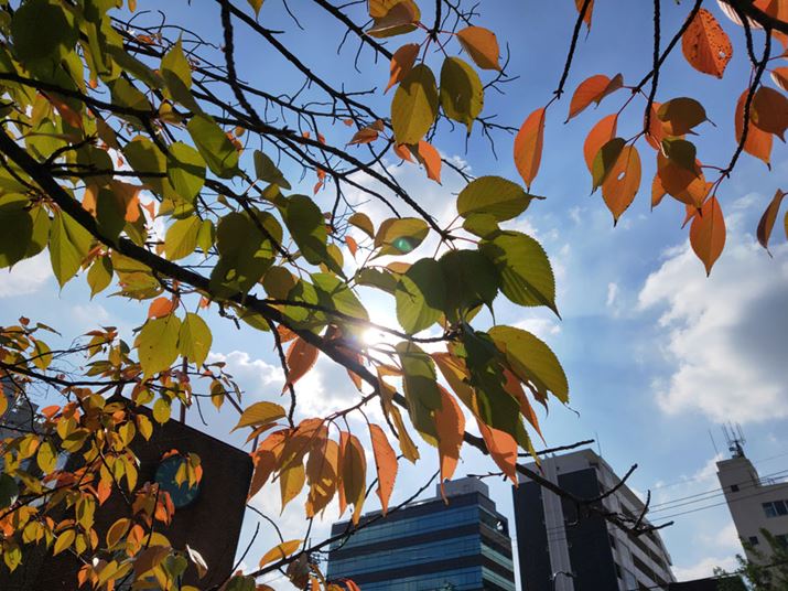 HDRɂtłԂ邱Ƃ͂܂Btς̗t܂łƊmFł܂