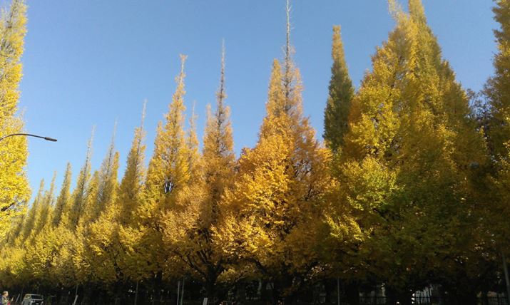 V̉O̕iBeBƂƂ肫ꂢɎʂBA؁X̉𑜊͍ЂƂ