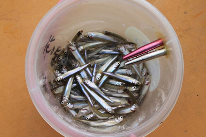 ͌΂̃JTḾATCY8`12cmƑ傫߁BA艞y߂Ƃ